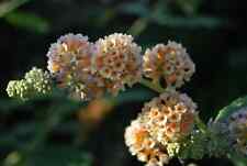 Buddleja moonlight plant for sale  MARCH