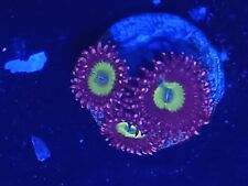 Live zoa coral for sale  Oceanside
