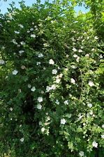 Rosa canina dog for sale  MOELFRE