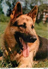 Animals dogs german d'occasion  Expédié en Belgium