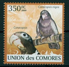 Parrots coracopsis nigra for sale  Round Top
