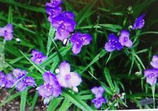 Plants spiderwort tradescantia for sale  Rockingham