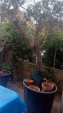 Albero olivo piantamia usato  Roma