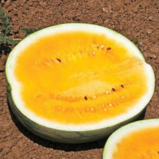Orange krush watermelon for sale  Salem