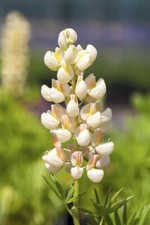 Lupinus polyphyllus kronleucht gebraucht kaufen  Westerstede