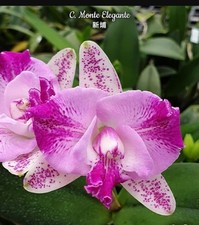 Cattleya monte elegante for sale  SHREWSBURY