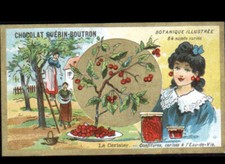 Image chromo chocolat d'occasion  Baugy