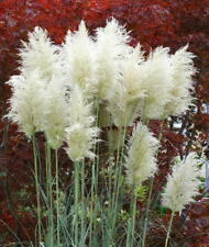 White feather pampas for sale  FERRYHILL