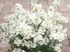 Flower nemesia poetry for sale  WREXHAM