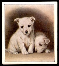 Godfrey phillips puppies for sale  HUNTINGDON