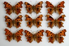 Bred stourport stock for sale  PERSHORE