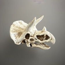 triceratops skull for sale triceratops skull for sale Sun City