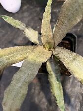 Bromeliad cryptanthus michelle for sale  Bogue Chitto