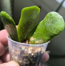 Hoya rotundiflora gebraucht kaufen  Gaukönigshofen