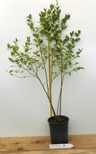 Sweetheart blueberry plants for sale  Albany