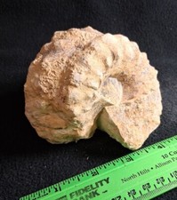 Fossil ammonite denton for sale  Wexford