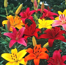 Lily flower bulbs for sale  Manitowoc