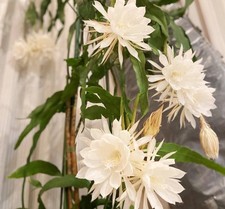 orchid cactus for sale orchid cactus for sale Las Vegas