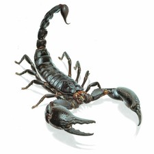 1986 Scorpion Pandinus Imperator Durin Bernard Les Insectes 11 x 13 pol, usado comprar usado 1986 Scorpion Pandinus Imperator Durin Bernard Les Insectes 11 x 13 pol, usado comprar usado  Enviando para Brazil