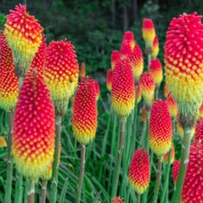 Kniphofia flamenco red for sale  NEWTOWNARDS