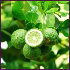 Kaffir lime citrus for sale  UK