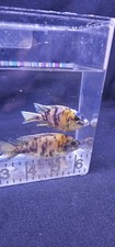 Female african cichlids for sale  Marshfield