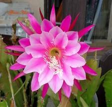 Blattkaktus epiphyllum grace gebraucht kaufen  Deutschland
