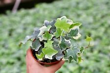 Glacier english ivy for sale  San Diego