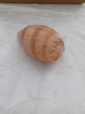 Real sea shell for sale  COLCHESTER