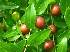 Chinese date ziziphus for sale  Elko