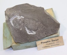 Krebs krabbe pemphix gebraucht kaufen  Weeze