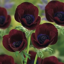 Anemone coronaria bordeaux for sale  UK