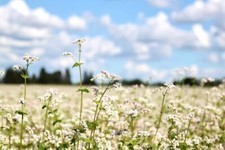 Buckwheat seeds planting for sale  Russell