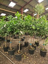 6ft citrus latifolia for sale  CLITHEROE