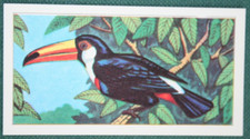 Cartão ilustrado TOCO TUCAN vintage 1966 GE07 comprar usado  Enviando para Brazil