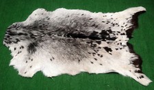 Goat western taxidermy for sale  Taylor