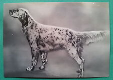 Animali cani campione usato  Roma