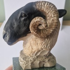 Scottish blackface ram for sale  EDINBURGH