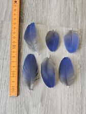 Dunkelblaue vogelfeder papagei gebraucht kaufen  Haarbach