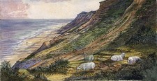 Sheep coastal landscape for sale  UK