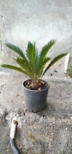 Pianta cicas vaso usato  Giarre