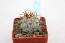 Copiapoa columna alba HD 34 rare cactus ortegocactus eriosyce obregonia MARcacti na sprzedaż  PL