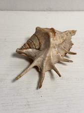 Rara grande conchiglia usato  Biella