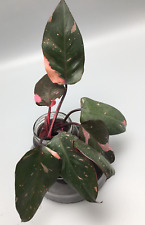 Philodendron pink princess for sale  Shipping to Ireland