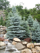 Colorado blue spruce for sale  Elko