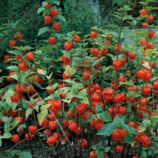 Graines physalis lanterne d'occasion  Plombières-lès-Dijon