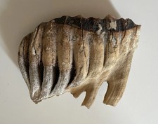 Superbe dent fossile d'occasion  Dijon