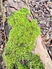 Live fern sheet for sale  SOUTHEND-ON-SEA