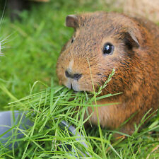 360 guinea pig for sale  WARRINGTON