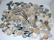 Muschelmix austernschalen yste gebraucht kaufen  Deutschland